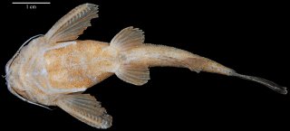 Bunocephalus larai