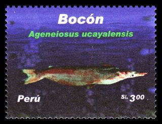 Ageneiosus ucayalensis