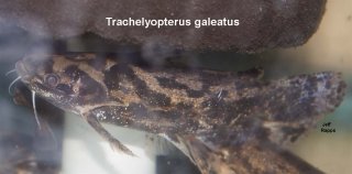 Trachelyopterus galeatus