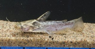 Trachelyopterus galeatus