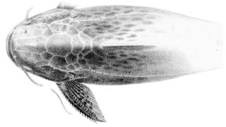 Trachelyopterus striatulus