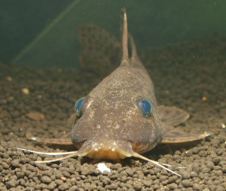 Auchenoglanis senegali