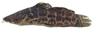 Parauchenoglanis stiassnyae
