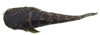 Parauchenoglanis stiassnyae