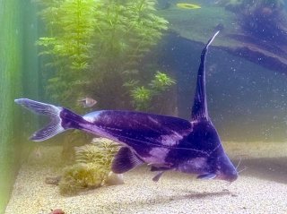 Bagrichthys hypselopterus