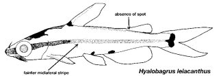 Hyalobagrus leiacanthus
