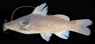 Mystus punctifer