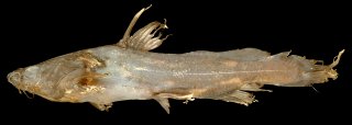 Pseudomystus moeschii