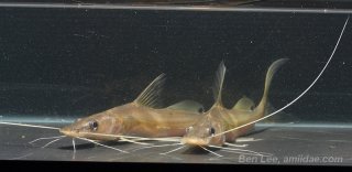 Sperata acicularis