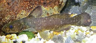 Tachysurus adiposalis