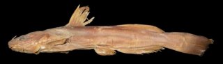 Tachysurus adiposalis