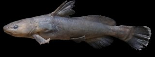 Tachysurus albomarginatus