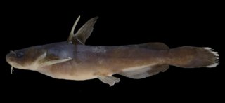 Tachysurus analis