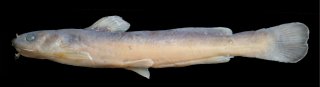 Tachysurus brachyrhabdion
