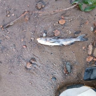 Tachysurus brashnikowi