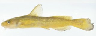 Tachysurus flumendraco