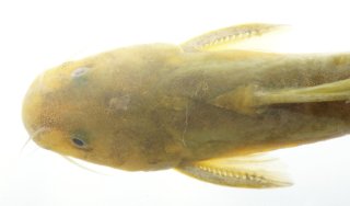 Tachysurus flumendraco