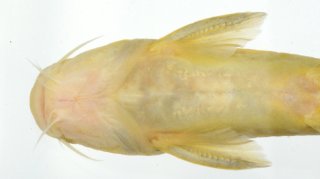 Tachysurus flumendraco