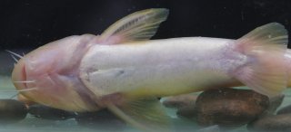 Tachysurus gracilis