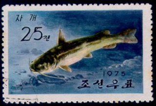 Tachysurus sinensis
