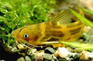 Tachysurus sinensis