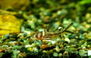 Tachysurus sinensis