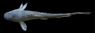 Tachysurus wuyueensis