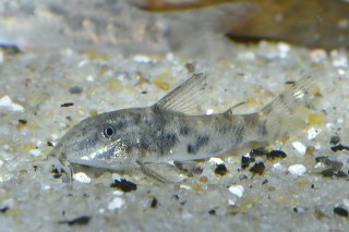 Aspidoras sp. (Cw126)