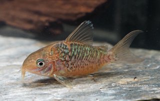 Brochis (sub-clade 2) pantanalensis