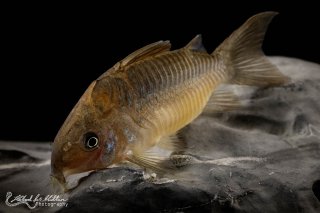 Brochis (sub-clade 2) pantanalensis