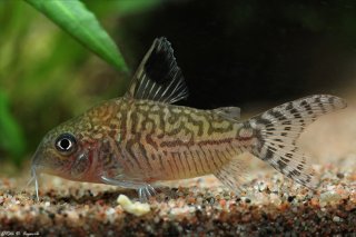 Brochis (sub-clade 2) reticulata