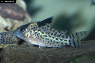 Brochis (sub-clade 3) agassizii