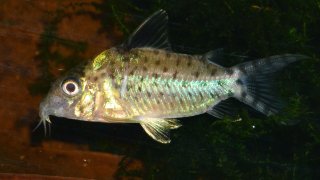 Brochis (sub-clade 3) agassizii