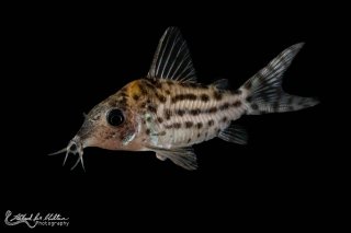 Brochis (sub-clade 3) ambiacus