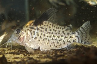 Brochis (sub-clade 3) ambiacus