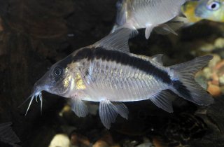 Brochis (sub-clade 3) bethanae