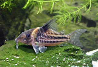 Brochis (sub-clade 3) bifasciata