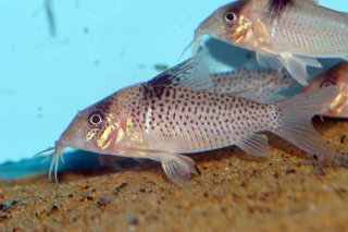 Brochis (sub-clade 3) ephippifer