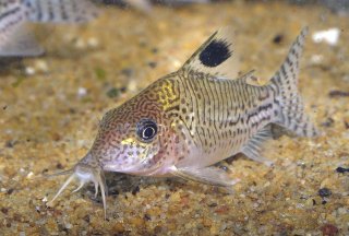 Brochis (sub-clade 3) leopardus