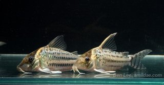 Brochis (sub-clade 3) ornatus