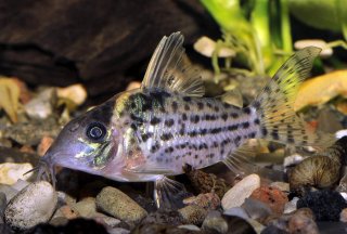 Brochis (sub-clade 3) robustus