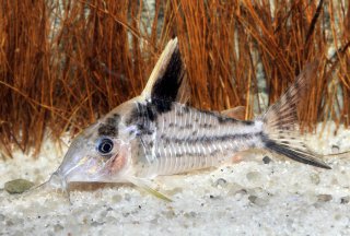 Brochis (sub-clade 3) robustus