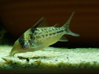Brochis (sub-clade 3) sp. (C103)