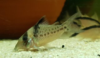 Brochis (sub-clade 3) sp. (C103)