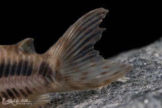 Brochis (sub-clade 3) sp. (Cw160)