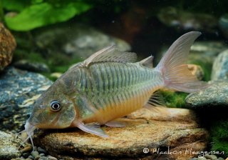 Brochis sp. `RIO PURUS`