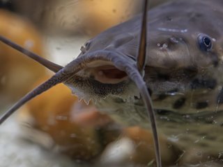 Callichthys serralabium