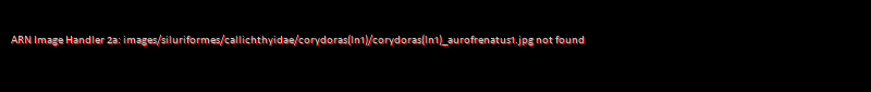 Corydoras(ln1) aurofrenatus