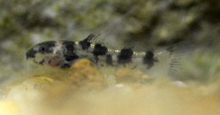 Corydoras(ln4) pygmaeus