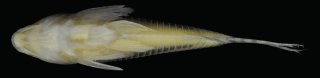 Corydoras(ln8sc4) brittoi